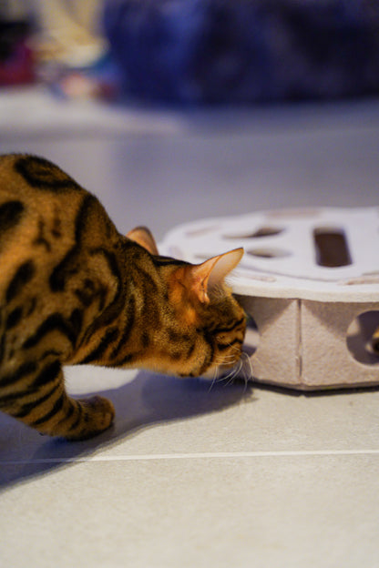 Cayenne snuffelt aan de zijkant van de Vilten Kattenpuzzel