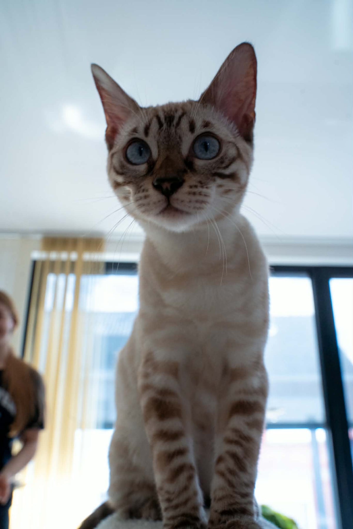 Meylisse, onze snow bengal, loopt recht op de camera af