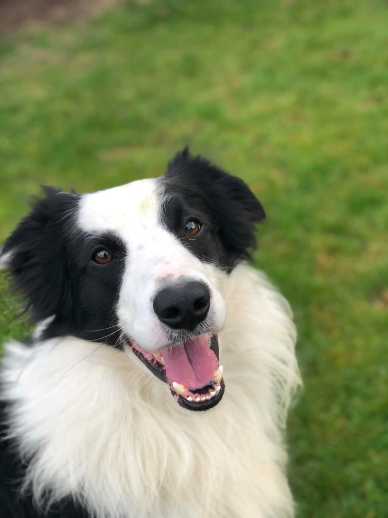Storm, de Border Collie van het gezin