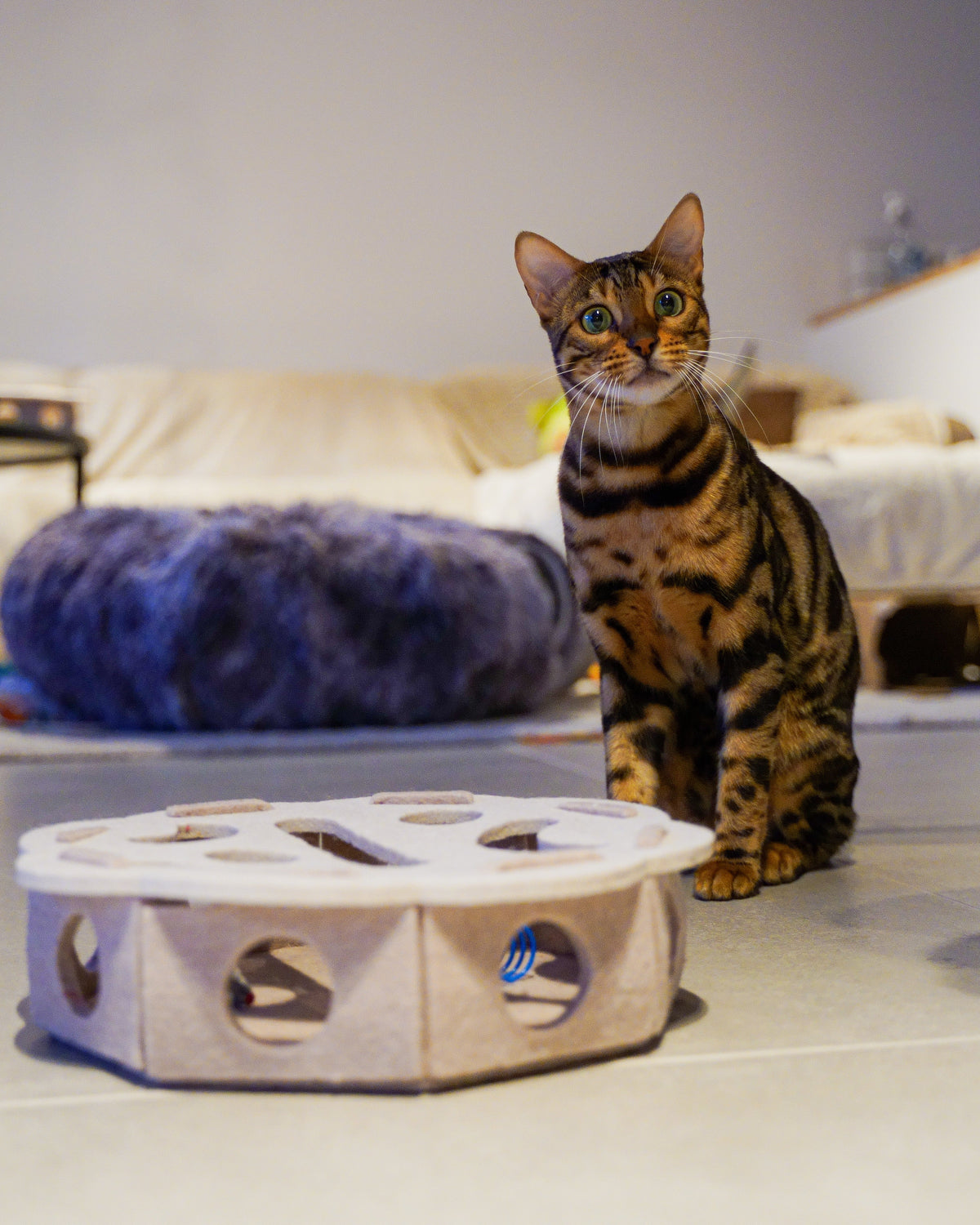 Cayenne kijkt nieuwsgierig naast de Vilten Kattenpuzzel met speelvakjes