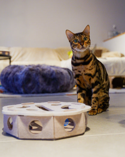 Cayenne kijkt nieuwsgierig naast de Vilten Kattenpuzzel met speelvakjes
