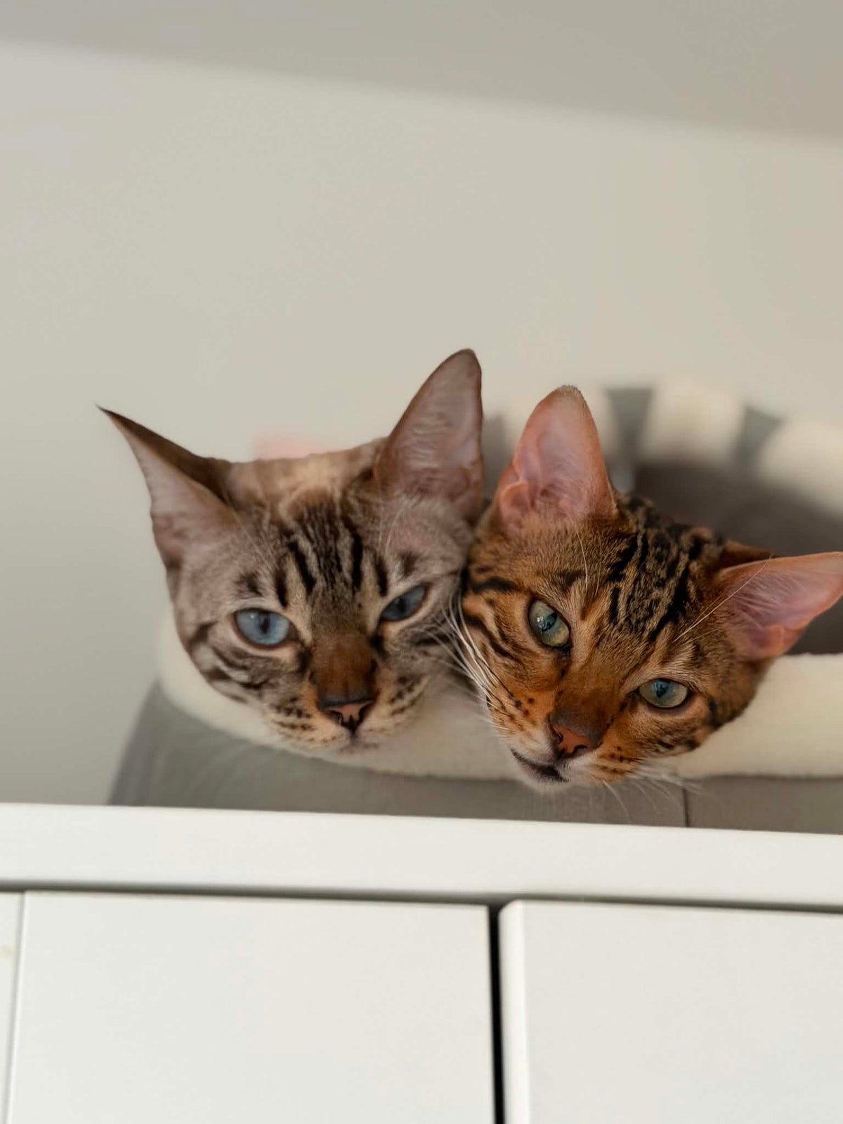 Cayenne en Meylisse met hun koppen tegen elkaar