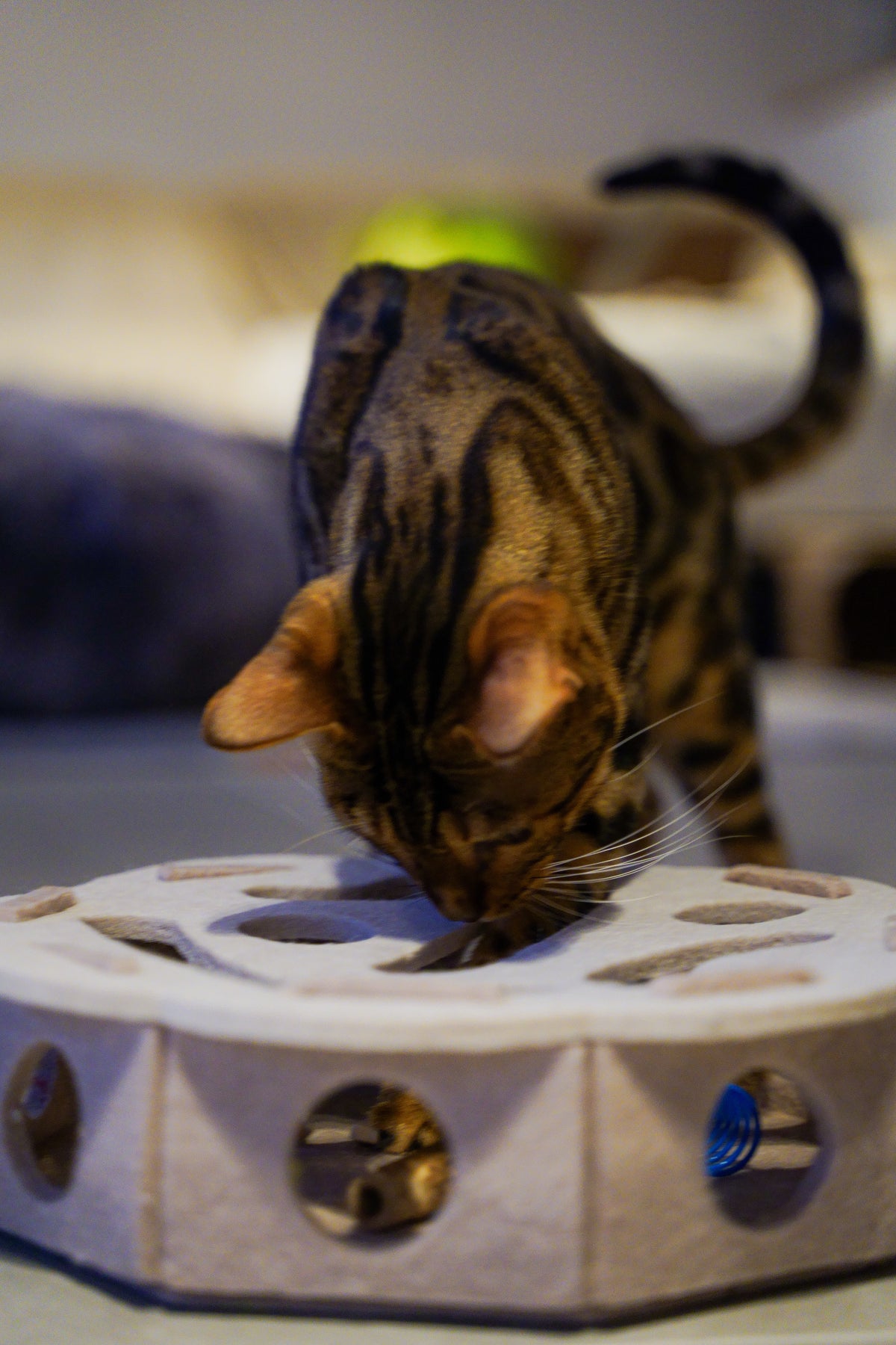 Cayenne zoekt een verstopt speeltje in de Vilten Kattenpuzzel