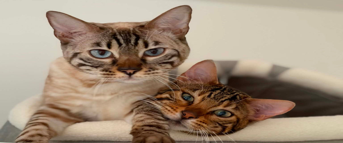 Bengaalkatten Cayenne en Meylisse samen