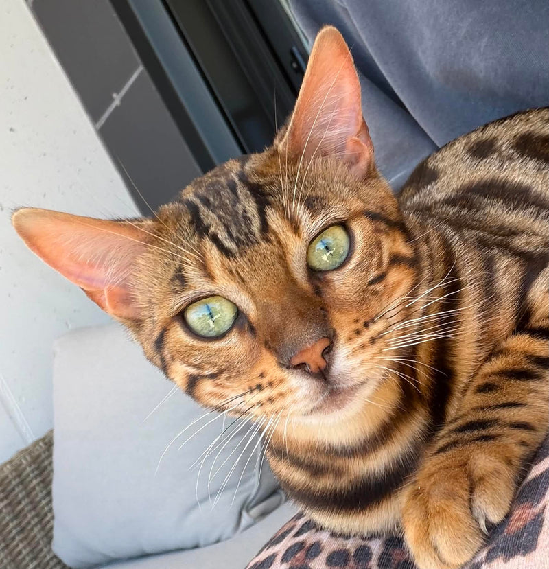Cayenne kijkt omhoog naar de camera