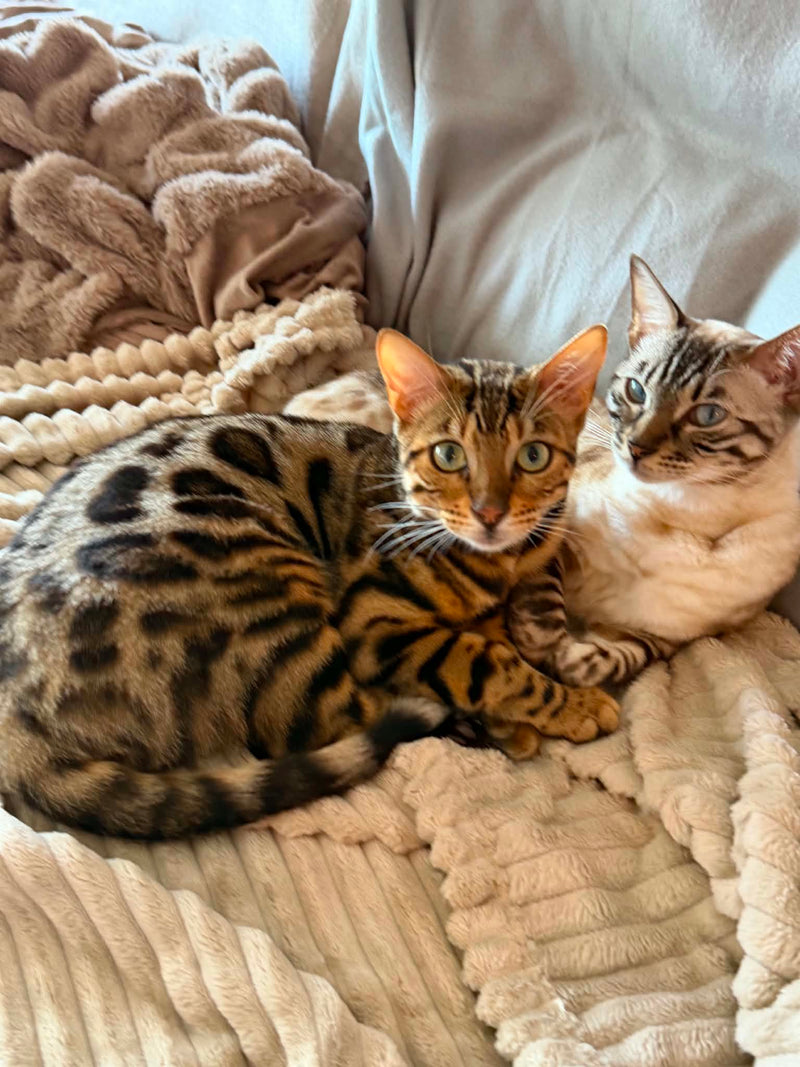 Cayenne en Meylisse liggen samen te rusten