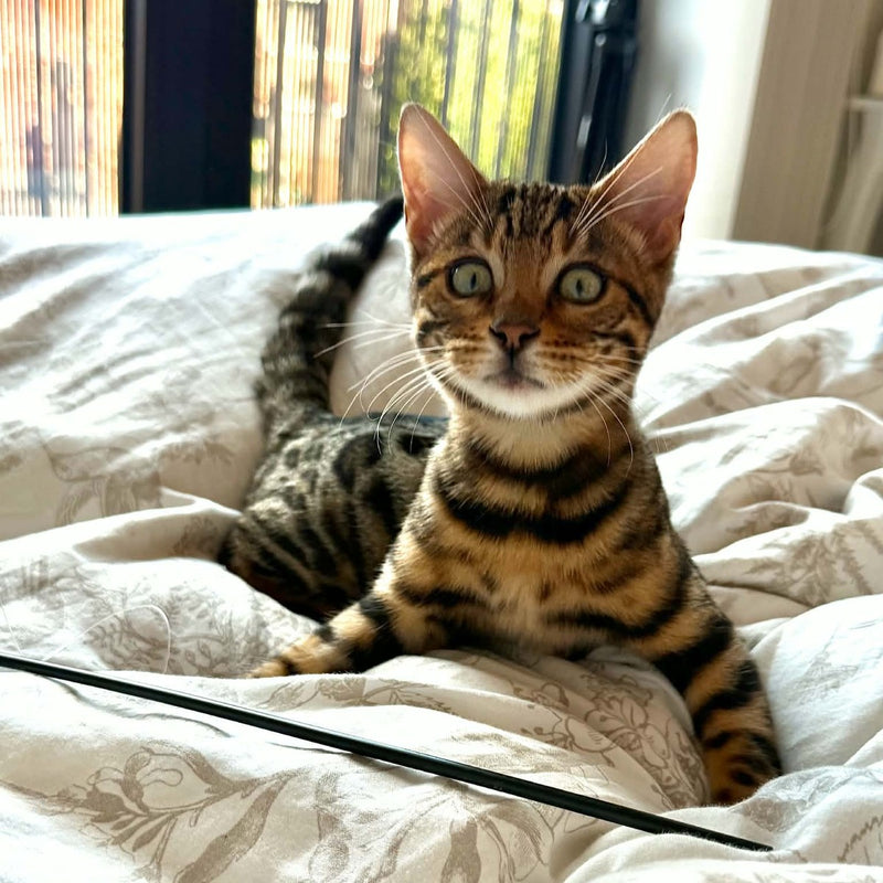 Cayenne op bed met een hengelspeeltje