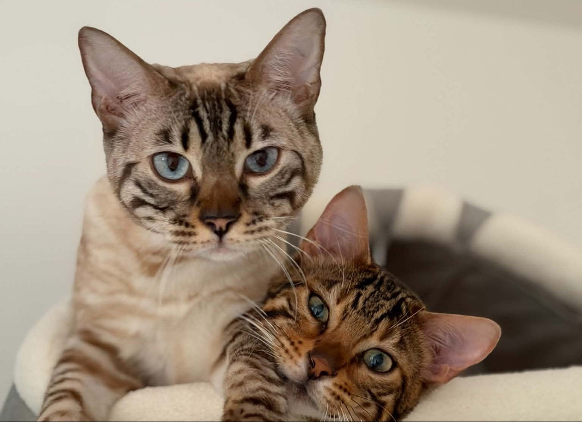Bengaalkatten Cayenne en Meylisse samen