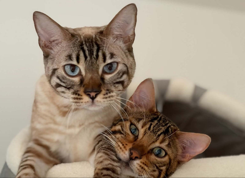 Cayenne en Meylisse in hun mand