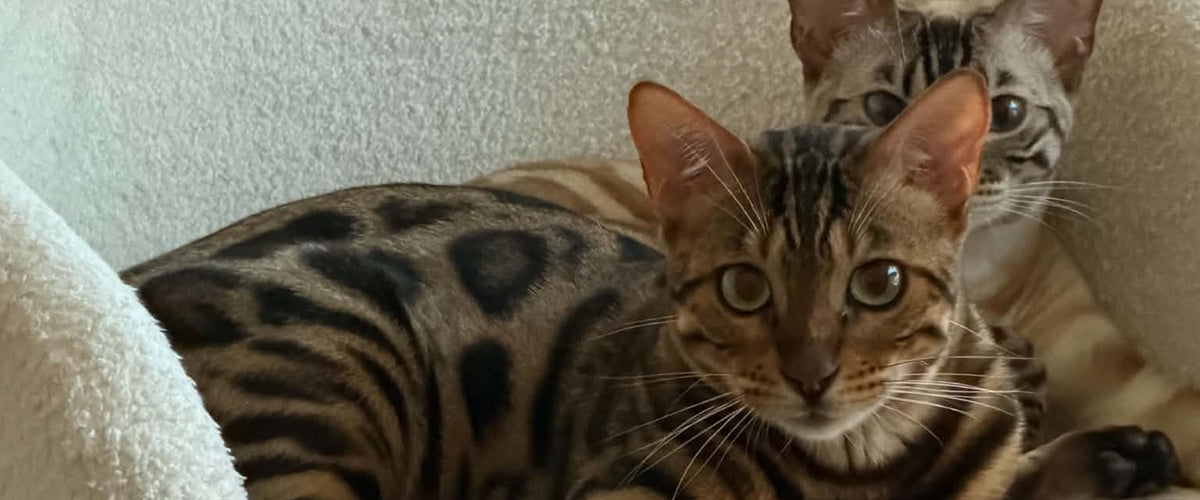 Cayenne en Meylisse samen op een deken