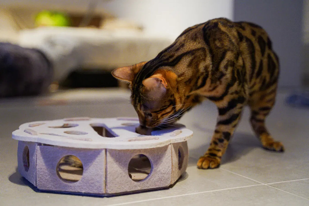 Cayenne speelt met de Vilten Kattenpuzzel met speelvakjes