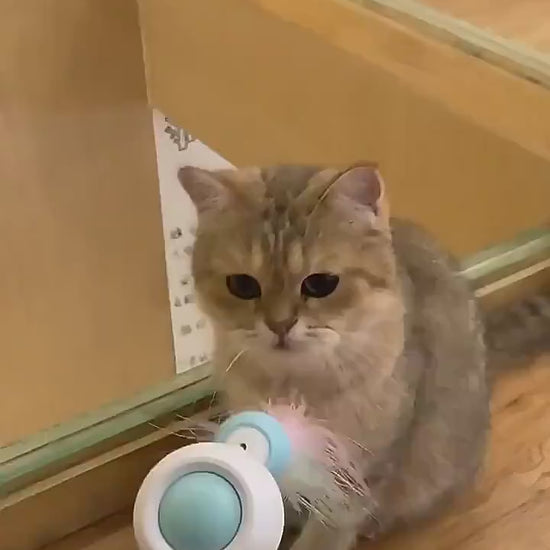 Video van een kat die met de uittrekbare kattenteaser speelt