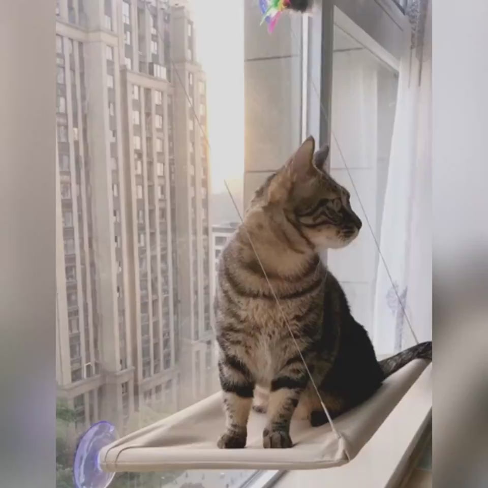 Video van een kat die in de raamhangmat met zuignappen ligt